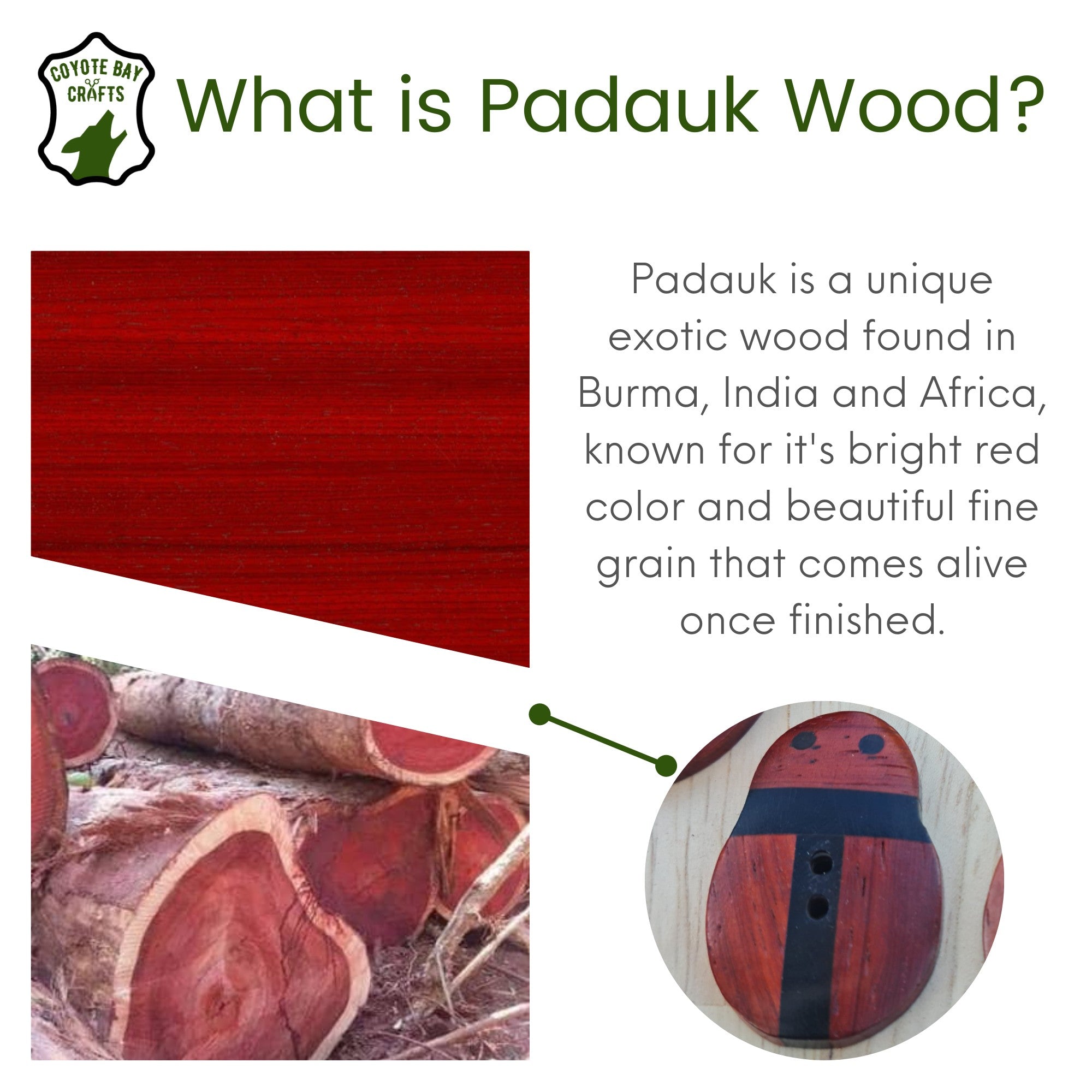 Padauk and Ebony Wood Bug Design Button, XL size 1.5 inch,  Set of 6